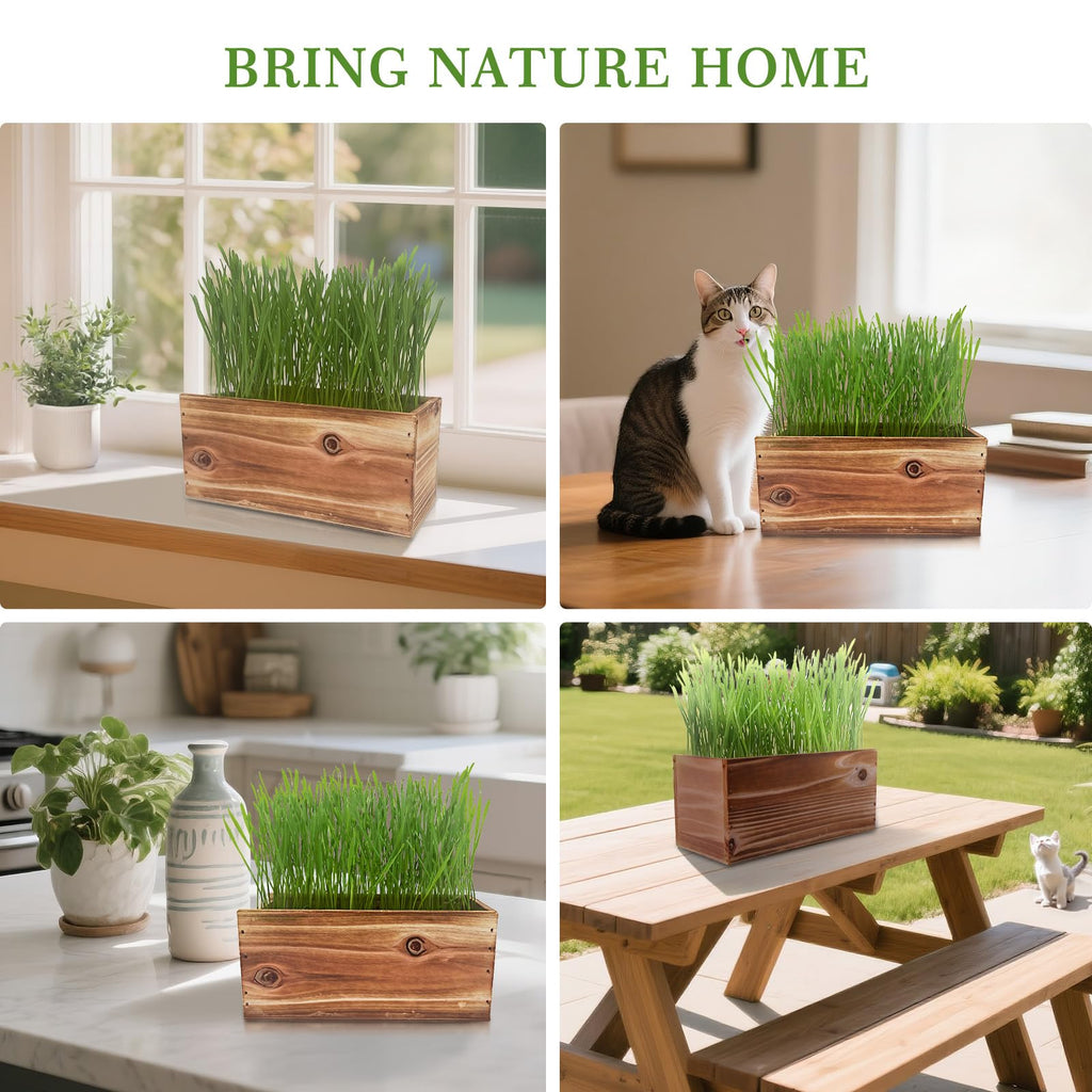 Non-GMO Wheatgrass Cat Grass Kit with Wood Planter Soil & Tools 17-Piece Set D327458