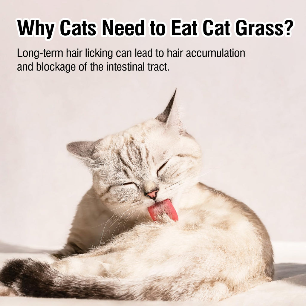 Freeze Drying Cat Grass Treats with Chicken & Egg Yolk 2.3 oz D865