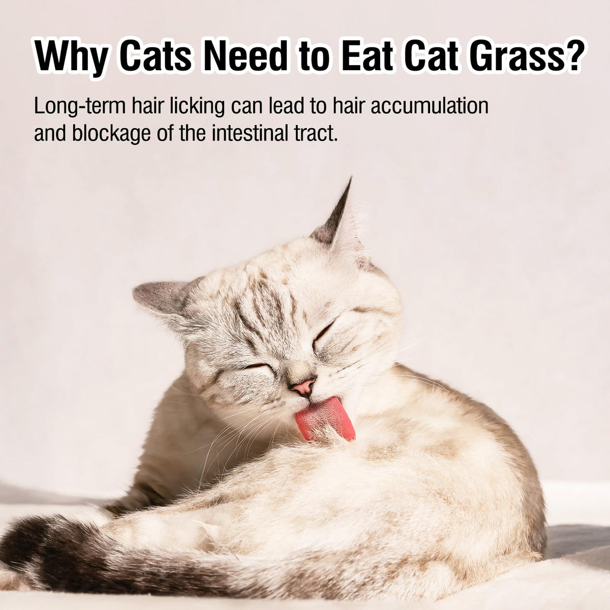 Freeze Drying Cat Grass Treats with Chicken & Egg Yolk 2.3 oz D865