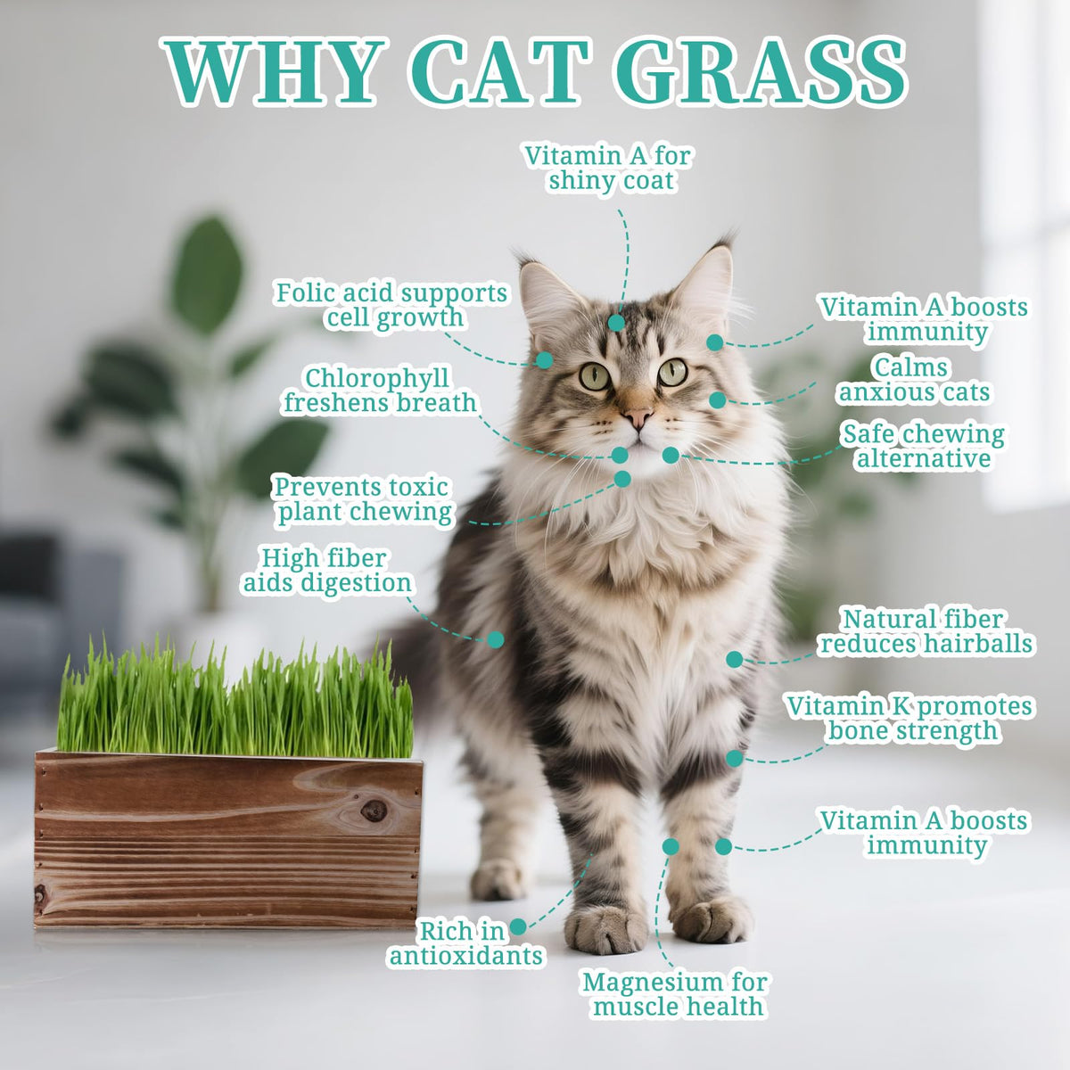 Non-GMO Wheatgrass Cat Grass Kit with Wood Planter Soil & Tools 17-Piece Set D327458